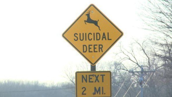 Iowan deer warning