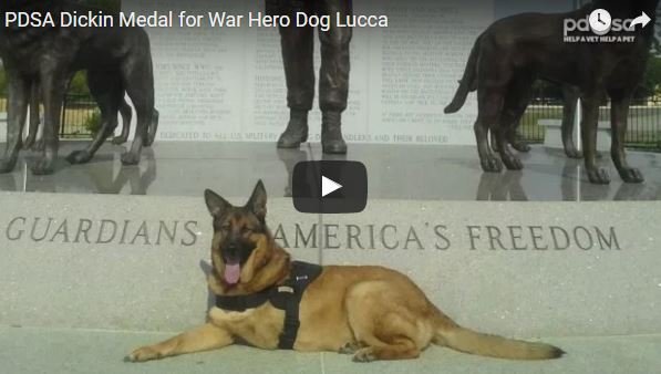 Lucca gets medal as hero dog