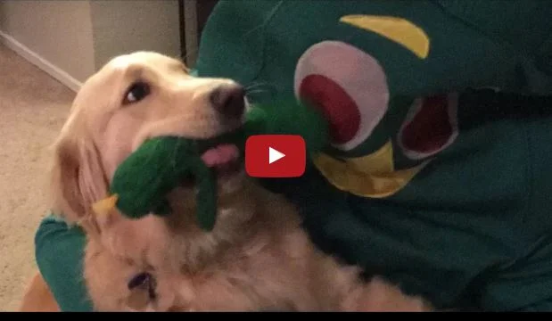 guy-dresses-up-as-his-dogs-favorite-toy-video
