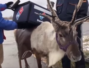 dominos-using-reindeer-for-pizza-delivery