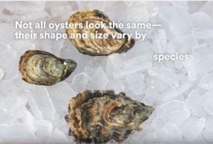 How to choose oysters like a pro