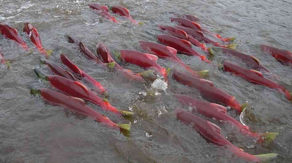 Salmon in river
