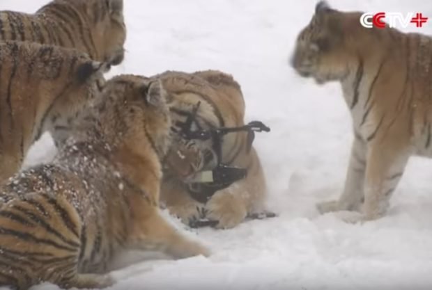 Siberian Tigers chase a drone