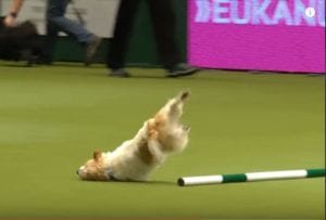 Jack Russell Terrier goes nuts in competition