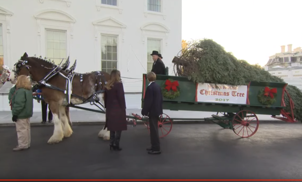 Melania Trump and Barron Trump receive White House Christmas tree