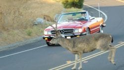 Car hitting deer