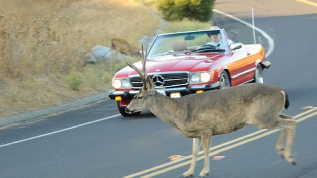 Car hitting deer