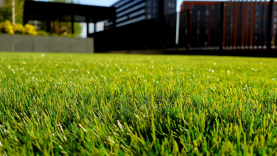 Lawn Yard Grass